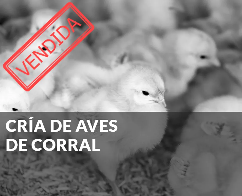 Cría de aves de corral